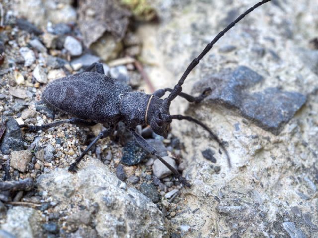 femmina di Morimus asper, Cerambycydae